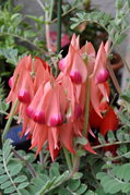 Clianthus_formosus521c.jpg