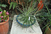 agave1106.jpg