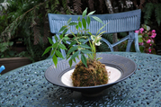 kokedama1106.jpg