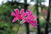 nerine1106.jpg