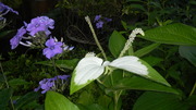 garden_029.jpg