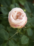 rose001.jpg