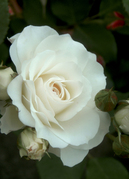 rose004.jpg