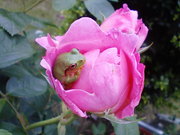 09rose_120.JPG