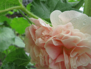 Alcea_PeachesnDreams0618c.jpg