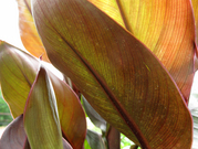 Canna0626.jpg