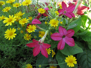 Nicotiana0705b.jpg