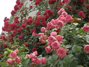 20130521_41.JPG