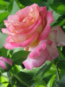 rose_28429.JPG