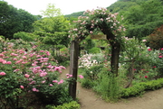 rose_garden-3a.JPG