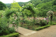 rose_garden-4a.JPG